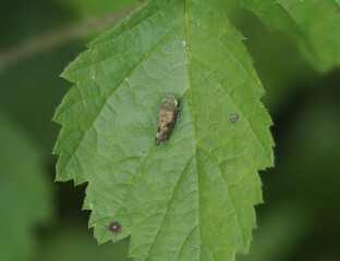 Südliche Strauchzirpe (Fieberiella florii)