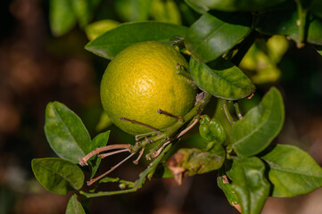 Green citrus fruit hangs among lush green foliage in the warm sunlight of a vibrant garden