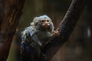 Portrait of a monkey in zoo. Portrait of a small tamarin monkey perched on a branch in its zoo enclosure. Its wide eyes and small size create an endearing and playful expression.