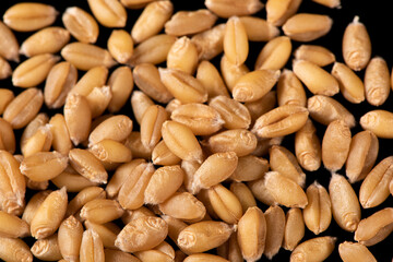 close up of wheat kernels grains  background.