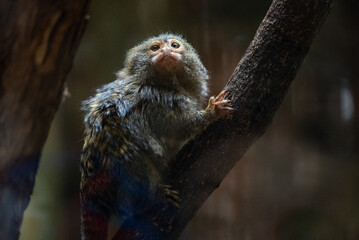 Portrait of a monkey in zoo. Portrait of a small tamarin monkey perched on a branch in its zoo enclosure. Its wide eyes and small size create an endearing and playful expression.