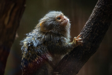 Fototapeta premium Portrait of a monkey in zoo. Portrait of a small tamarin monkey perched on a branch in its zoo enclosure. Its wide eyes and small size create an endearing and playful expression.