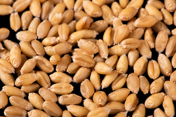 close up of wheat kernels grains  background.