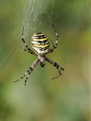 Wespenspinne (Argiope bruennichi)