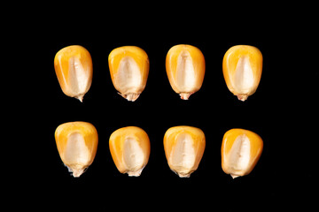 corn seeds or kernels isolated on black background.