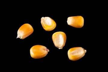 corn seeds or kernels isolated on black background.