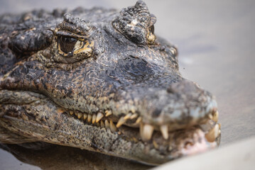 Portrait of a Alligator swimming in a pond surrounded by greenery in a zoo. Portrait of a crocodile basking by the edge of a water body in its zoo enclosure.