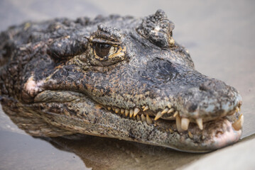 Fototapeta premium Portrait of a Alligator swimming in a pond surrounded by greenery in a zoo. Portrait of a crocodile basking by the edge of a water body in its zoo enclosure.