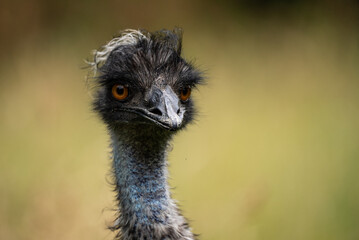 Close-Up of Ostrich Head and Neck with Green Background. Close Up of Curious Ostrich Staring Directly at Camera Against a Soft Green Background in Natural Habitat