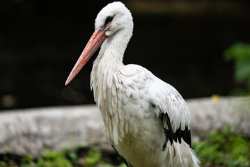 Portrait of a stork in zoo. White stork standing on ground. Stork poses for photos. in countryside in Poland, Europe.