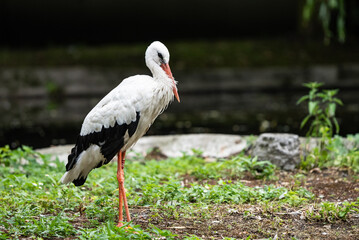 Portrait of a stork in zoo. White stork standing on ground. Stork poses for photos. in countryside in Poland, Europe.