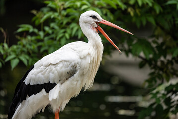 Portrait of a stork in zoo. White stork standing on ground. Stork poses for photos. in countryside in Poland, Europe.