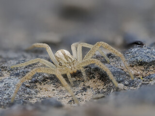 Gewöhnlicher Halmstrecker (Tibellus oblongus)