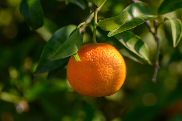 Radiant orange fruit hanging from vibrant green foliage in a sunlit orchard