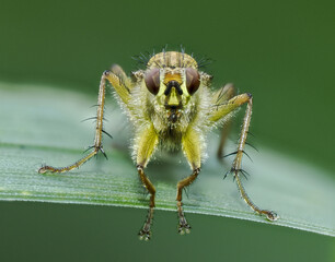 Gelbe Dungfliege oder Gemeine Kotfliege (Scathophaga stercoraria)