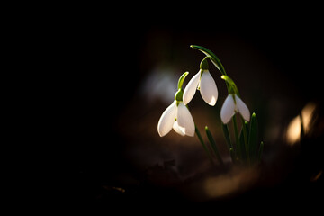 Greater snowdrop (Galanthus elwesii)