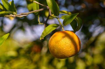 Bright citrus fruit dangling from a branch in a sunlit orchard during a warm afternoon