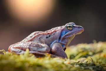 Close-up of a moor frog (Rana arvalis)