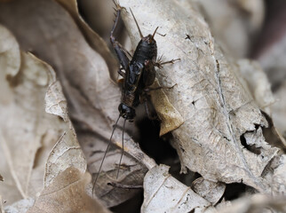 Waldgrille (nemobius sylvestris)