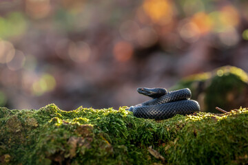Obraz premium Nikolsky's viper (Vipera berus nikolskii)