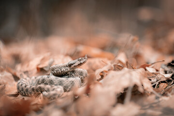 Nose-horned viper (Vipera ammodytes montandoni)