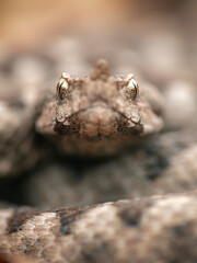 Nose-horned viper (Vipera ammodytes montandoni)
