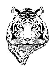 white tiger head