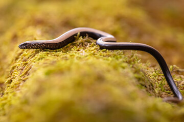 Slow worm (Anguis fragilis)