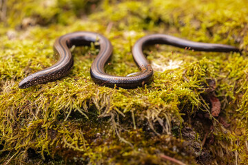Slow worm (Anguis fragilis)