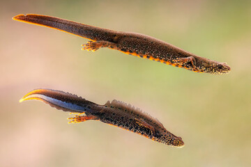 Pair of Danube newts (Triturus dobrogicus)