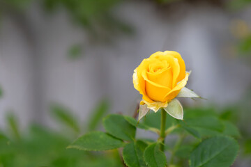 yellow rose stands out among the green leaves