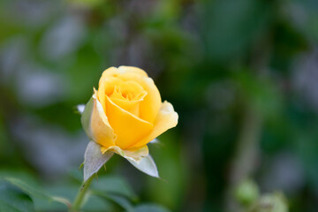 Yellow roses blooming in the garden