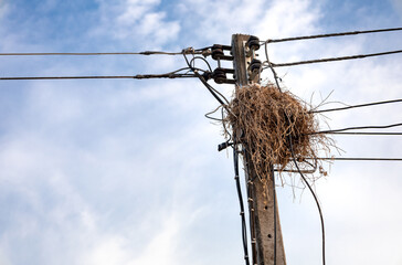 bird nest on electric pole