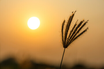 chloris virgata grass with sunset.golden light.sunset with Chloris virgata