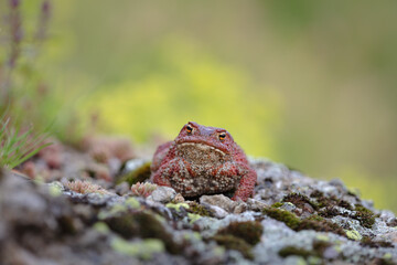Common toad (Bufo bufo)