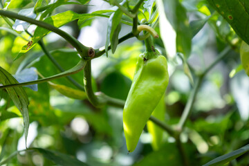 Green chili peppers plants in the garden