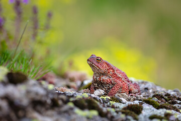Common toad (Bufo bufo)