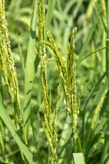 Green rice stalks in the paddy field