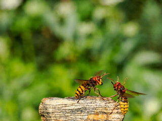 Hornisse (Vespa crabro), Königinnen
