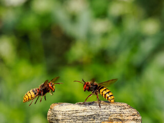 Hornisse (Vespa crabro), Königinnen