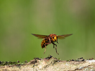 Hornisse (Vespa crabro) Königin