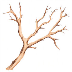 Fototapeta premium A detailed view of a dried tree branch showcasing intricate textures and nature's artistry. On white background