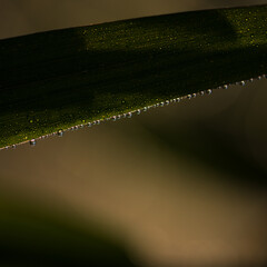 DEWDROPS - Morning moisture on the green plants