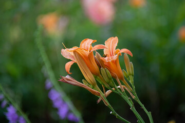 Orange lilies on a blurred background of green leaves and other flowers in a summer garden.