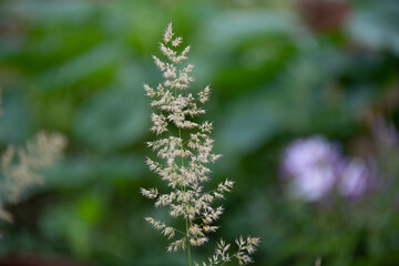 Dry cereal inflorescence on a blurred green background