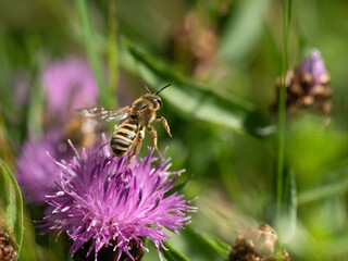 Gelbbindige Furchenbiene (Halictus scabiosae)