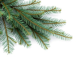 Evergreen branches isolated on white background, perfect for holiday and winter themed designs, holidays, minimalist