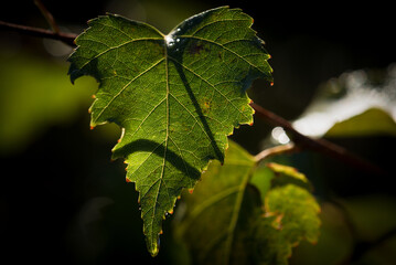 GOLDEN AUTUMN LANDSCAPE - Yellowed dry leaf on a branch