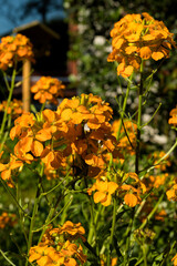 Wallflowers in bloom