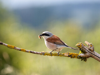Neuntöter (Lanius collurio)